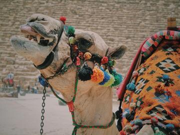 Close-up of a camel head wearing colourful tassels