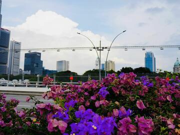 Horizon of downtown buildings, taken from close behind a pink and purple flowerbed