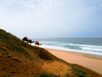 Camels walking down a sandy side slope by the ocean