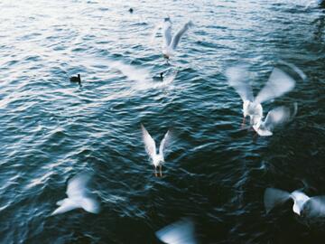 Birds in motion flying above water