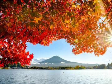 Mountain view framed by a blue lake and an orange-leaved tree