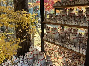 Shelves of waving white lucky cat statues