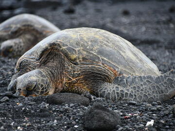 Turtle resting on a black sand beach 
