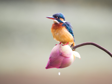 Small bird perched on a pink flower