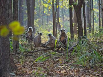 Monkeys perched in the forest