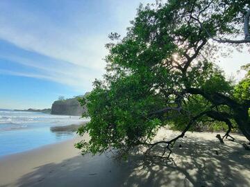 A sunny beach view with a large green tree arching over the sand