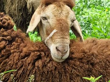 A fluffy white sheep resting its head on a fellow brown sheep