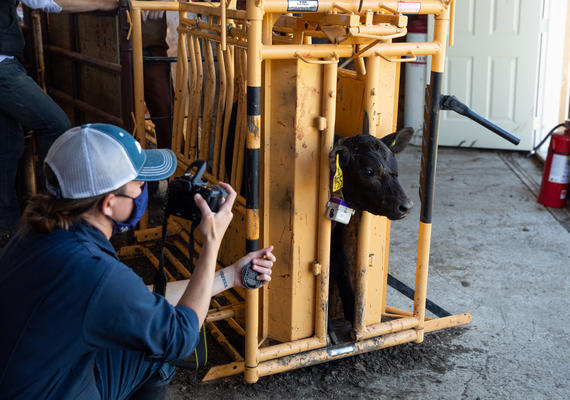Veteriniary Medicine students study calves and bulls.