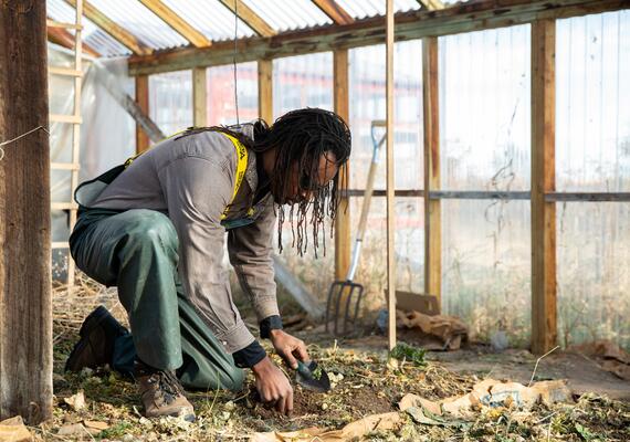 A student kneels on the ground to tend to a plant inside a greenhouse.