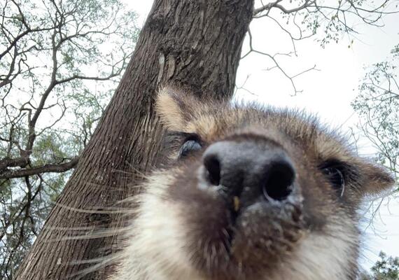 Close-up of a wallaby with its nose in the camera lens