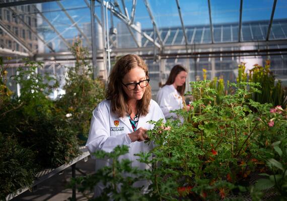 A UCalgary Researcher working with crops
