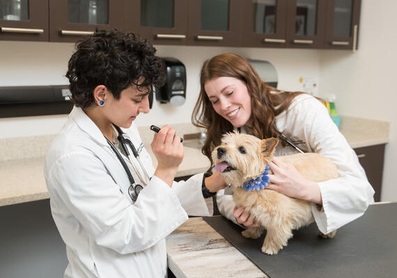 Two vet students examining a dog