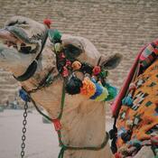 Close up of a camel's head in front of a pyramid