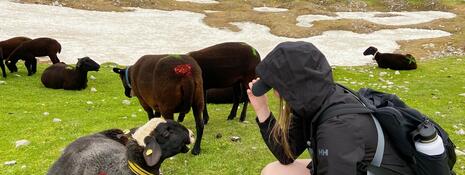 A woman in shorts and a raincoat pulled over her head crouches in a grassy field, surrounded by black sheep.