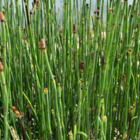 A photo of horsetails