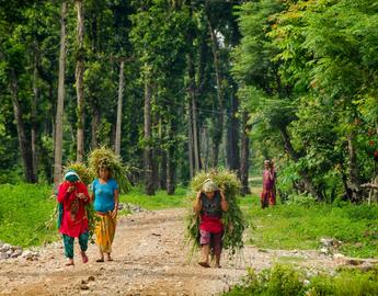 Women in colourful skirts carrying bundles of harvested plants on their backs