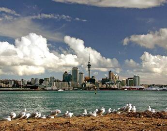 Auckland skyline with gulls on the shore