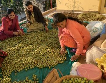 Women working and processing a food harvest
