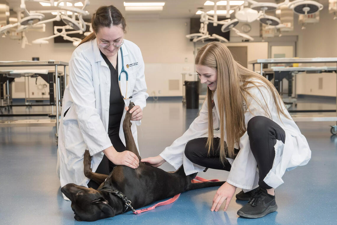 Two women in white lab coats give a dog a belly rub