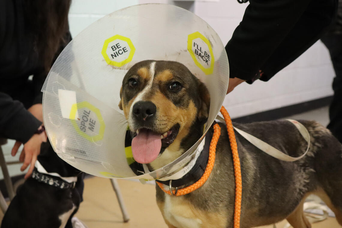 A dog wears a cone