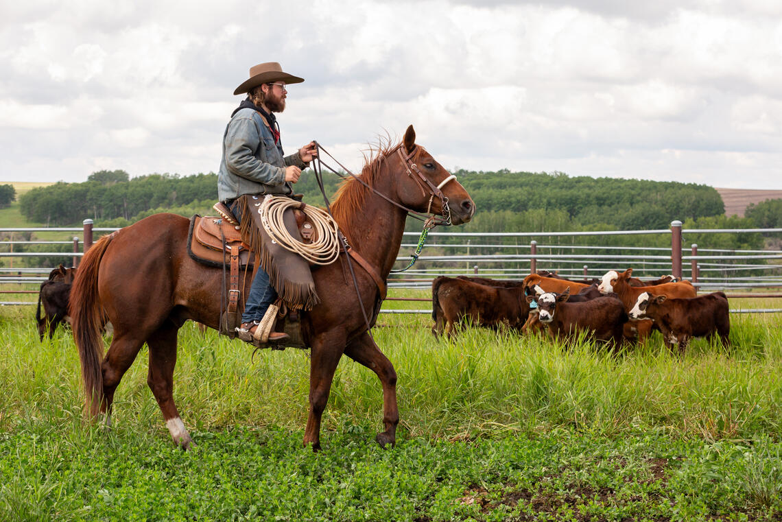 A man rides a horse through a field with cows