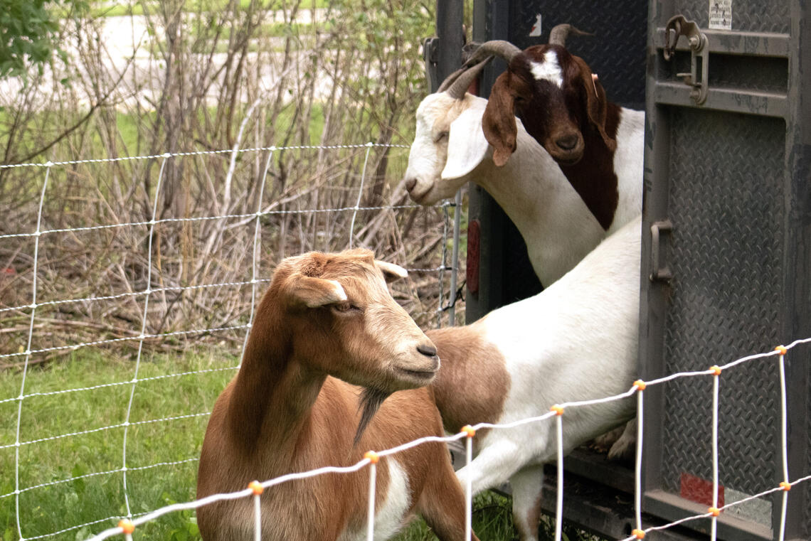 A group of goats
