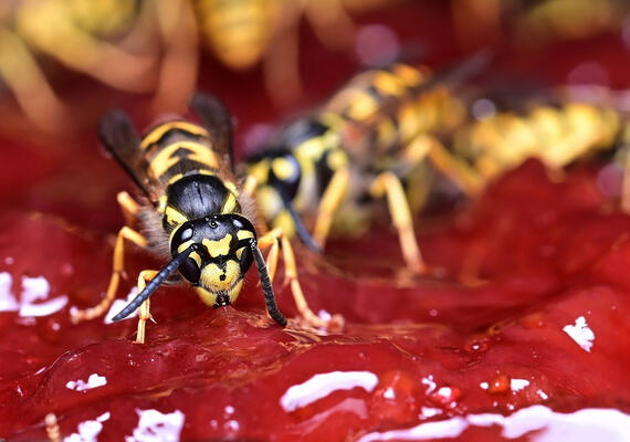 A wasp on a cherry pie