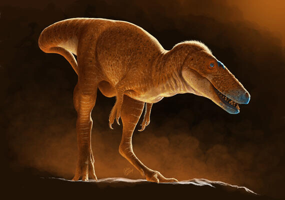 A drawing of a dinosaur